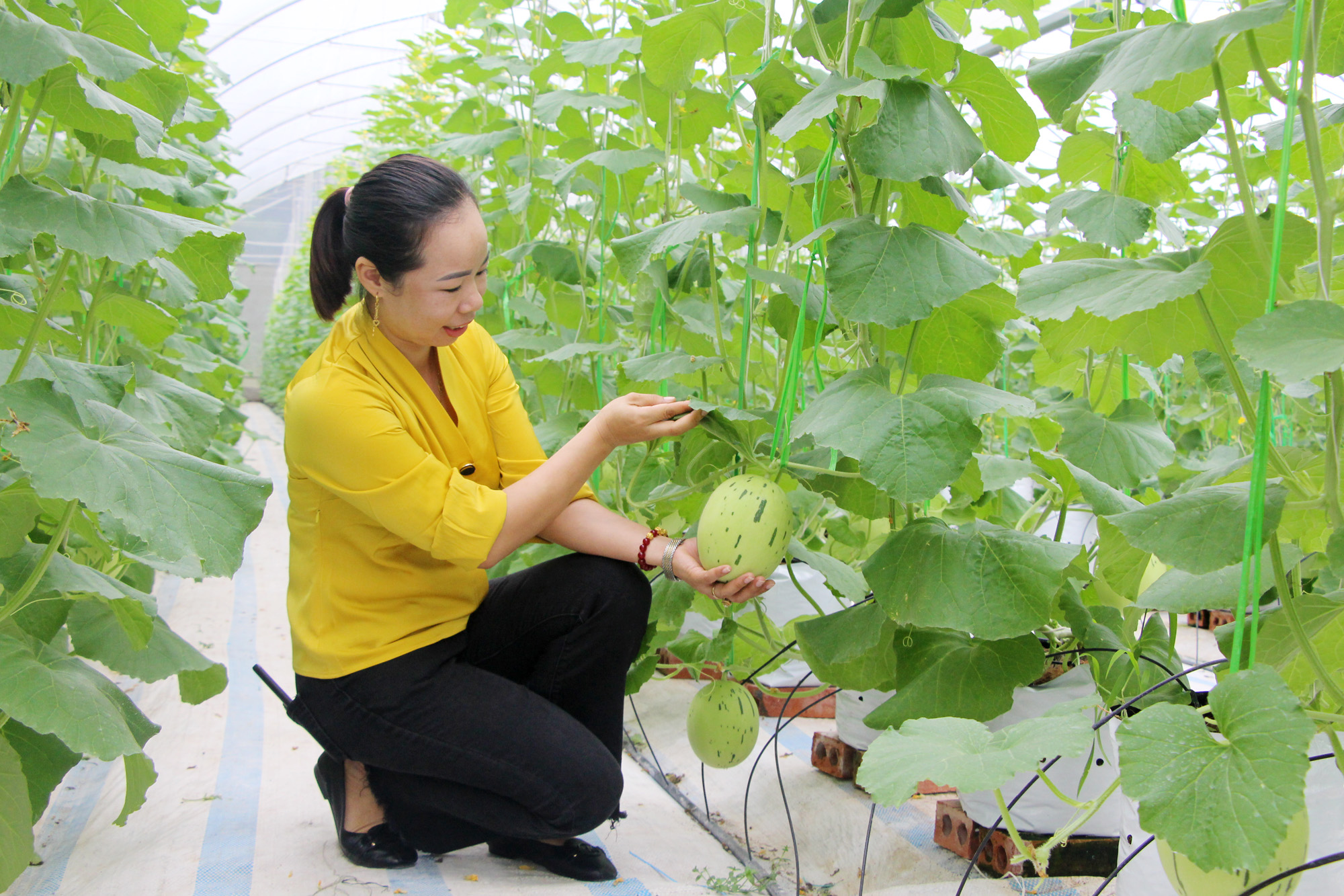 Mô hình trồng dưa trong nhà màng của Công ty CP Thương mại và Xây dựng Đầm Hà (xã Quảng Tân, huyện Đầm Hà) cho năng suất cao. (Ảnh: TC)