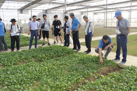 Nhiều người tìm hiểu, học tập công nghệ trồng trọt tại Công ty của chị Dung. Ảnh: Trường Giang