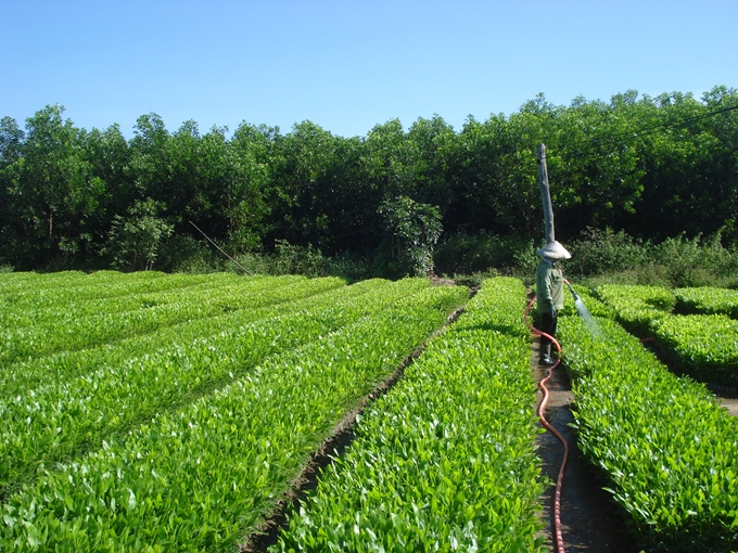 Ngành Lâm nghiệp Việt Nam hướng đến sự phát triển hài hòa giữa kinh tế, xã hội và môi trường (Ảnh minh họa: QH)