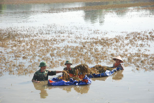 Cán bộ, chiến sĩ Bộ CHQS tỉnh Vĩnh Phúc giúp dân thu hoạch lúa trong mùa mưa lũ. (Ảnh: Đức Hiển).
