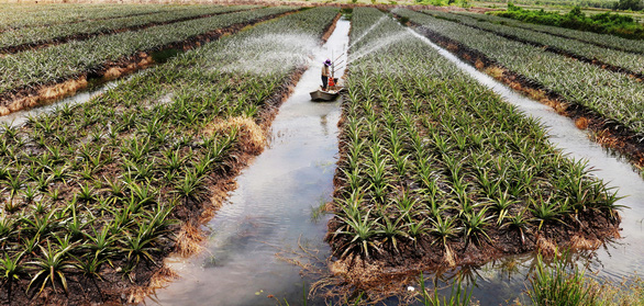 Phát triển nông nghiệp công nghệ cao là một trong những đề án được tỉnh Tây Ninh xác định đẩy mạnh triển khai trong nhiệm kỳ 2020- 2025 (Ảnh: Tuấn Anh)