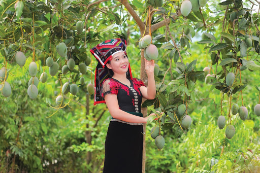 Agribank Chi nhánh huyện Yên Châu (Sơn La) giúp nông dân làm giàu thông qua tổ vay vốn.