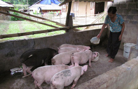 Nhiều hộ dân xã Khổng Lào (huyện Phong Thổ) làm giàu từ chăn nuôi lợn.