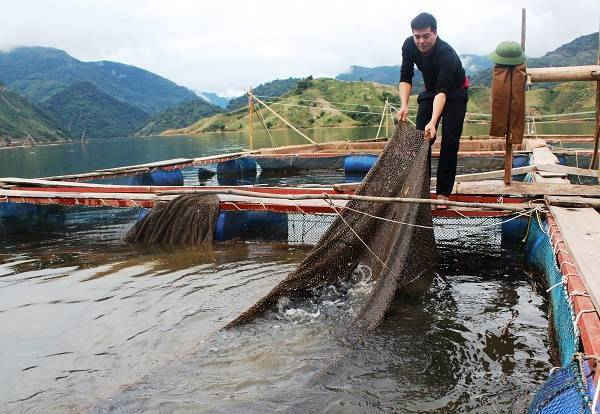 Phát triển cá lồng trên lòng hồ thủy điện tạo động lực cho kinh tế nông thôn Nậm Nhùn phát triển bền vững. Ảnh: baotainguyenmoitruong.vn