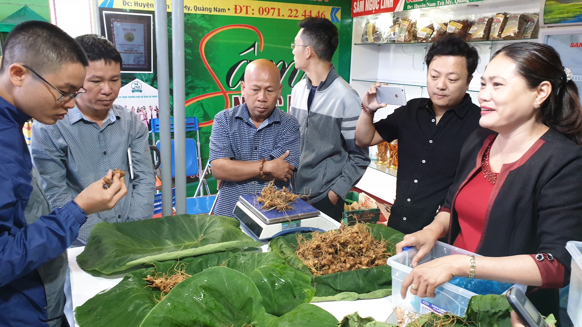 Sâm Ngọc Linh được Quảng Nam phát triển, trở thành cây dược liệu chủ yếu cho các huyện miền núi của tỉnh.