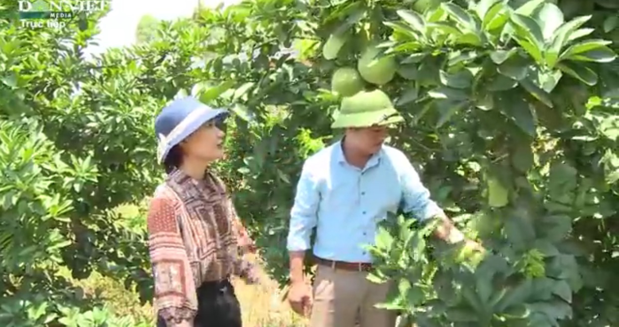 Việc triển khai dự án sản xuất bưởi đỏ tại Bắc Giang phát triển đem lại lợi nhuận kinh tế cao cho bà con nông dân. Ảnh: Diệu Huyền