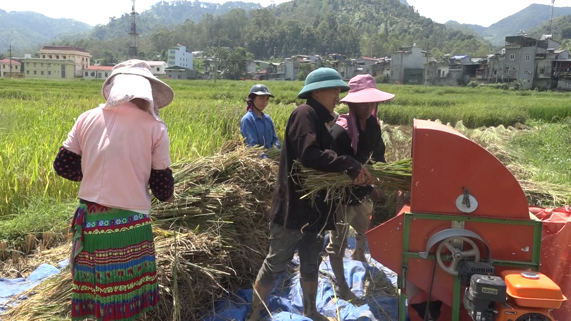 Nông dân Hà Giang với mùa gặt bội thu năm 2020