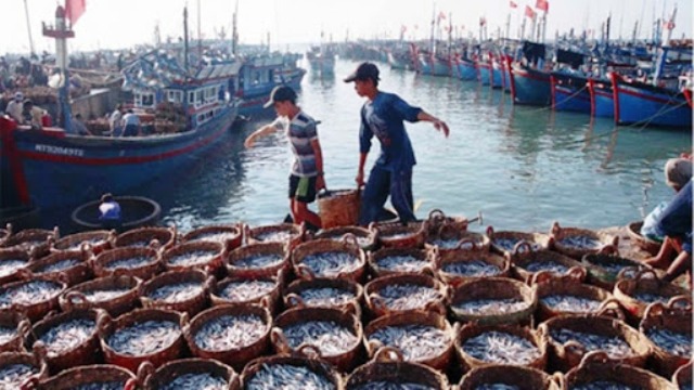 Nguồn lợi hải sản khai thác từ biển cũng góp phần quan trọng vào sản xuất nông, lâm, thủy hải sản của nước ta (Ảnh: PV)