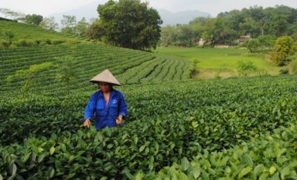 Lào Cai: 15 xã phấn đấu đạt chuẩn nông thôn mới trong năm 2021