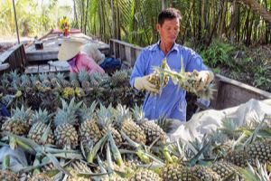 Hậu Giang: Kinh tế tập thể khẳng định vai trò tiên phong