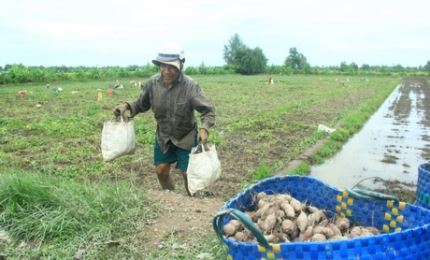 Huyện Bình Tân (Vĩnh Long) bàn cách giúp nông dân tiêu thụ khoai lang