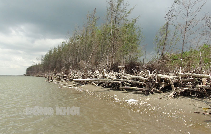 Một góc rừng ven biển xã Thạnh Phong, huyện Thạnh Phú bị sạt lở.
