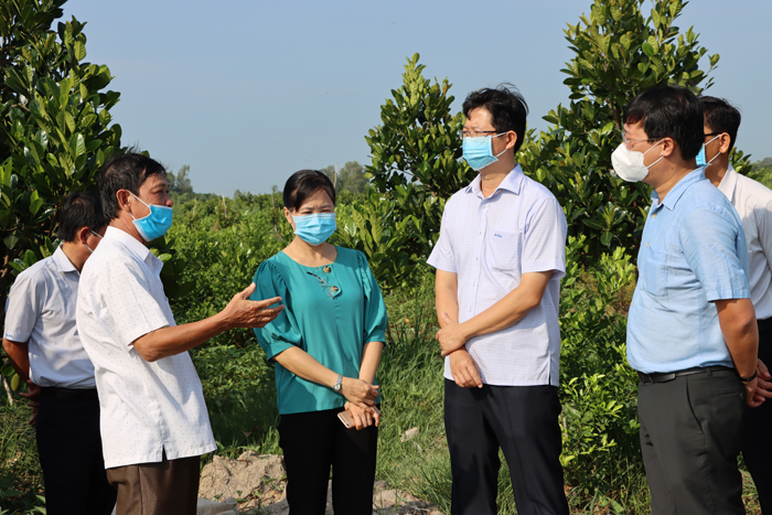 Bí thư Tỉnh ủy Đồng Tháp Lê Quốc Phong và các đồng chí lãnh đạo tham quan một số mô hình trồng cây ăn quả trên địa bàn huyện Thanh Bình (Ảnh: Nguyệt Ánh)