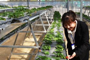 Lâm Đồng ban hành tiêu chí sản xuất nông nghiệp công nghệ cao
