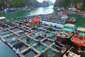 Phát triển thủy sản bền vững để nâng cao hiệu quả của kinh tế biển