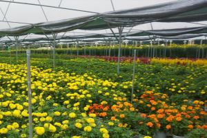 Phát triển nông nghiệp đô thị - mô hình sản xuất mới ở Hoà Xuân