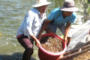 Xuất khẩu tôm ở Đồng bằng sông Cửu Long tăng đáng kể
