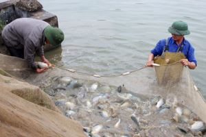 Quảng Ninh: Tăng cường các giải pháp bảo vệ nguồn lợi thủy sản