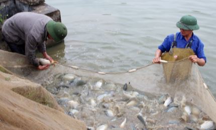 Quảng Ninh: Tăng cường các giải pháp bảo vệ nguồn lợi thủy sản