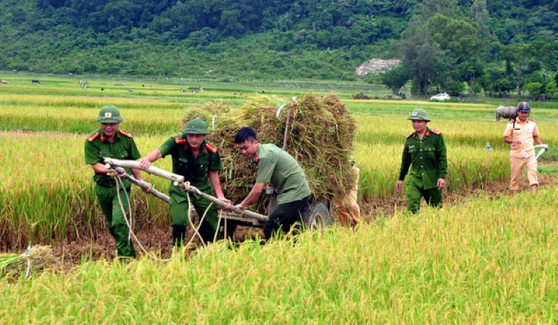 Chiến sỹ công an nhân dân giúp nông dân thu hoạch lúa chạy bão (Ảnh: PV)