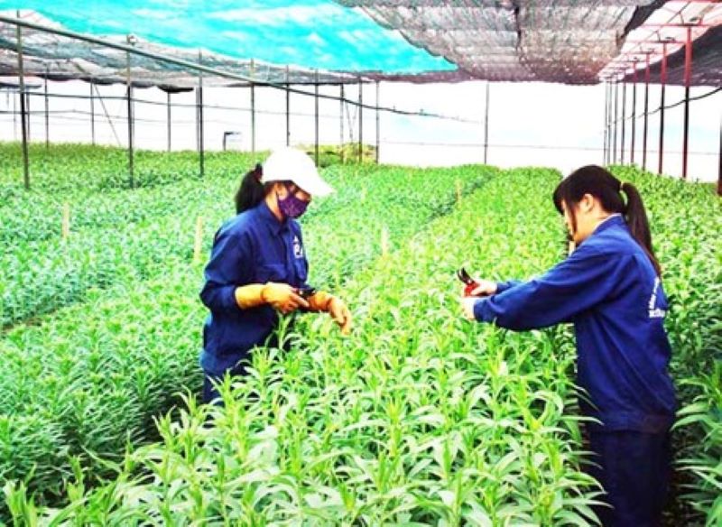 Hợp tác xã Ứng Hòa, Hà Nội góp phần nâng cao giá trị sản xuất nông nghiệp của địa phương (Ảnh: PV)