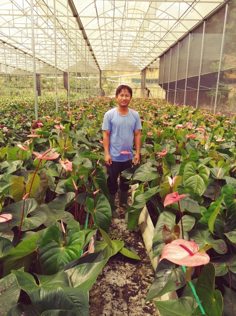 Anh Đào Quyết Thắng đã mạnh dạn chuyển đổi diện tích cà phê cằn cỗi sang trồng hoa Hồng Mai